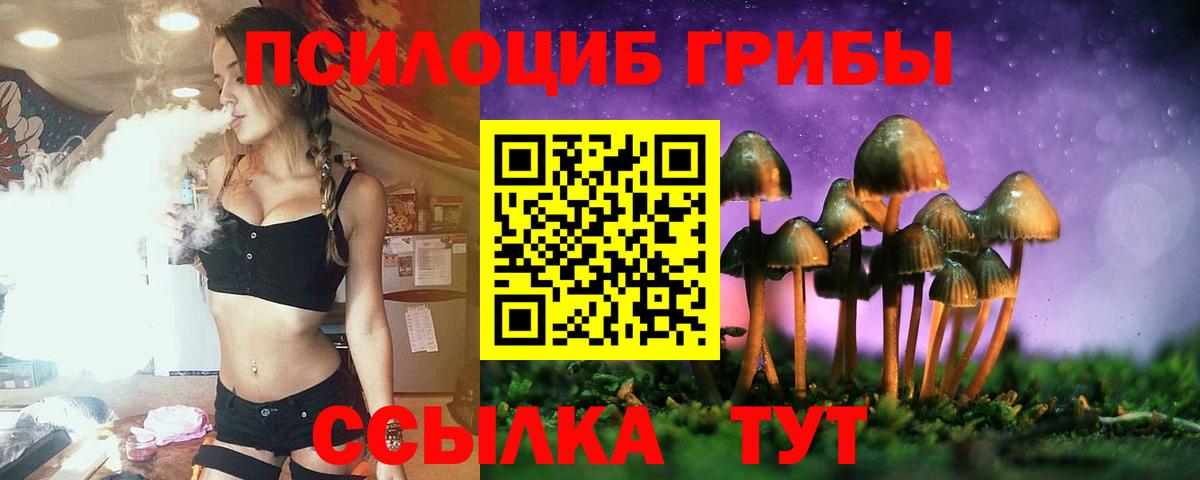 Псилоцибиновые грибы прущие грибы  Губкинский  Псилоцибиновые грибы Psilocybe 